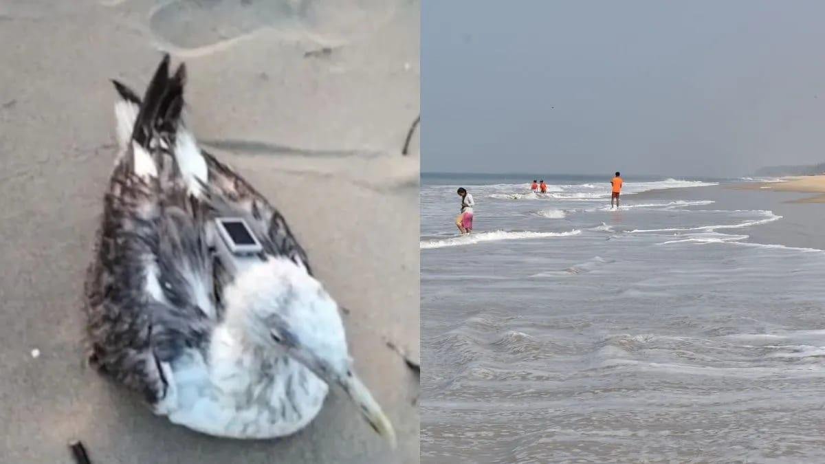 कर्नाटक में नेवी बेस के पास समुद्री पक्षी सीगल पर मिला चीनी ट्रैकर, जासूसी की आशंका!